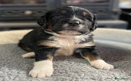 Bernedoodle dogs for sale: Beautiful Bernedoodle babies  - Advert 20