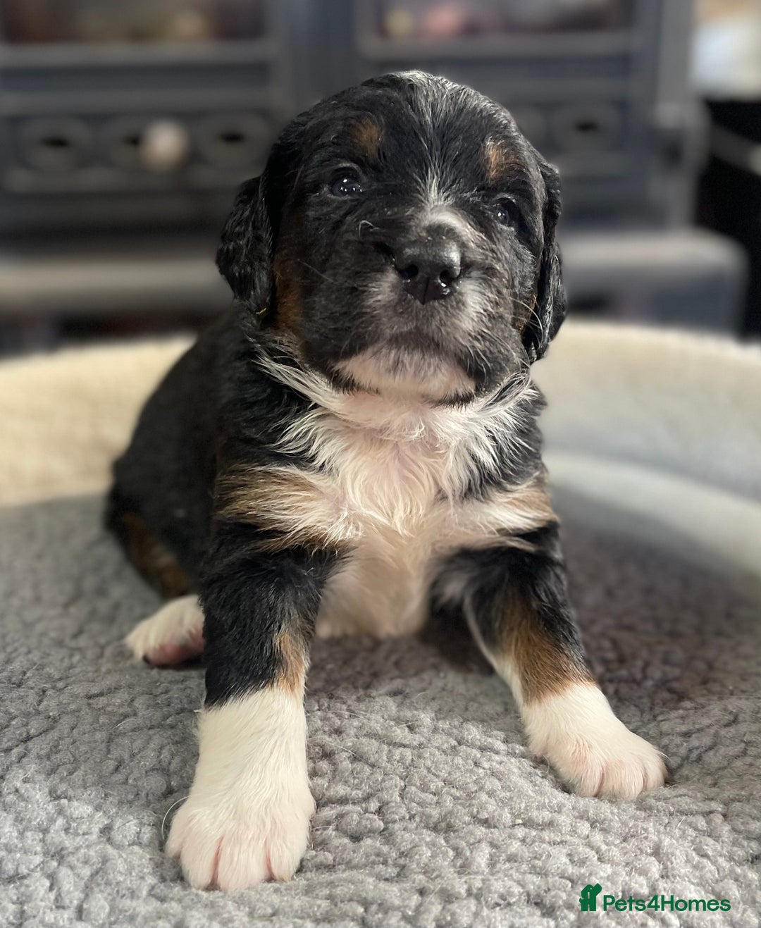 Bernedoodle dogs for sale: Beautiful Bernedoodle babies  - Advert 20