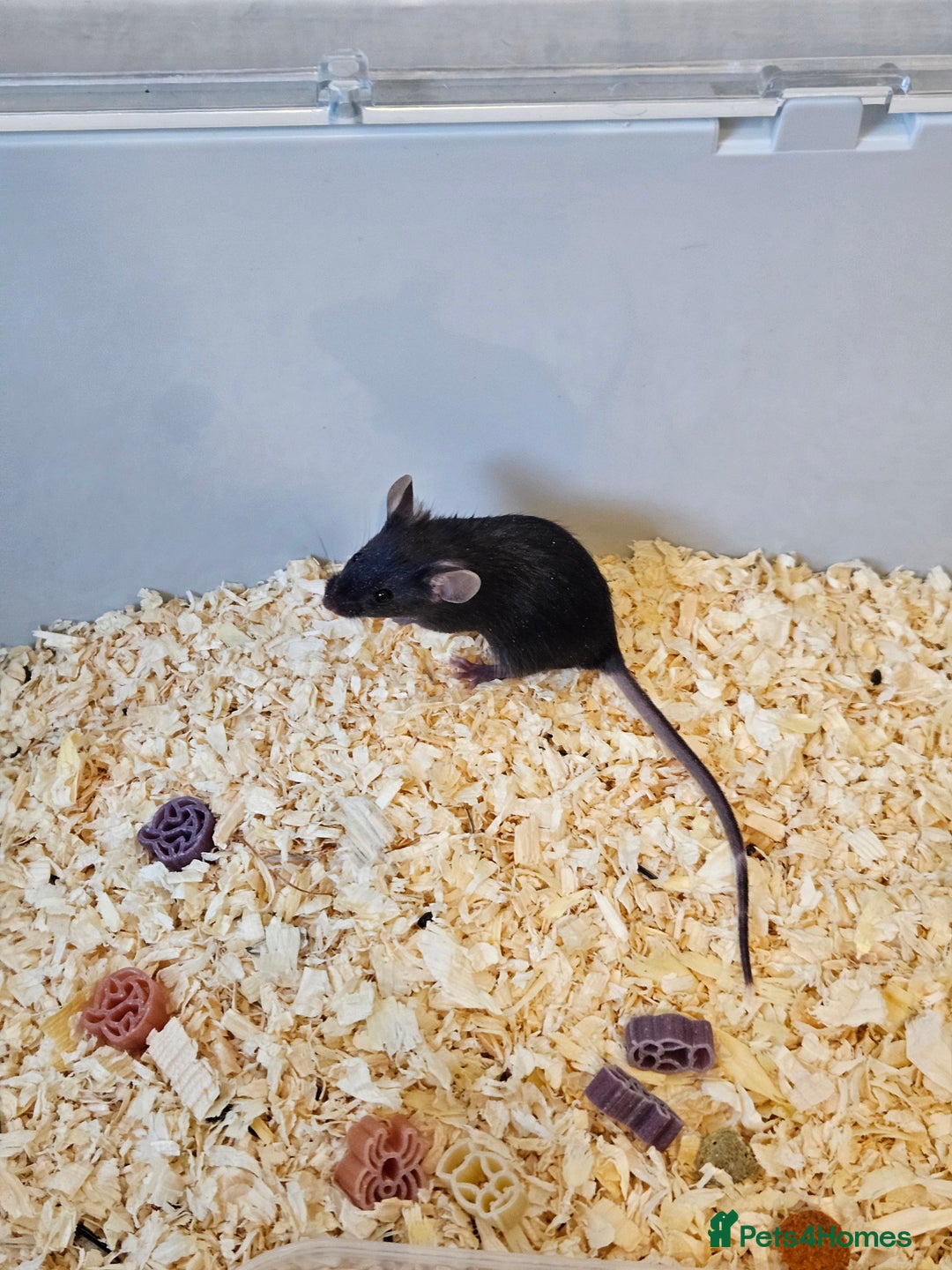Mouse rodents for sale: Fancy mice  - Advert 3