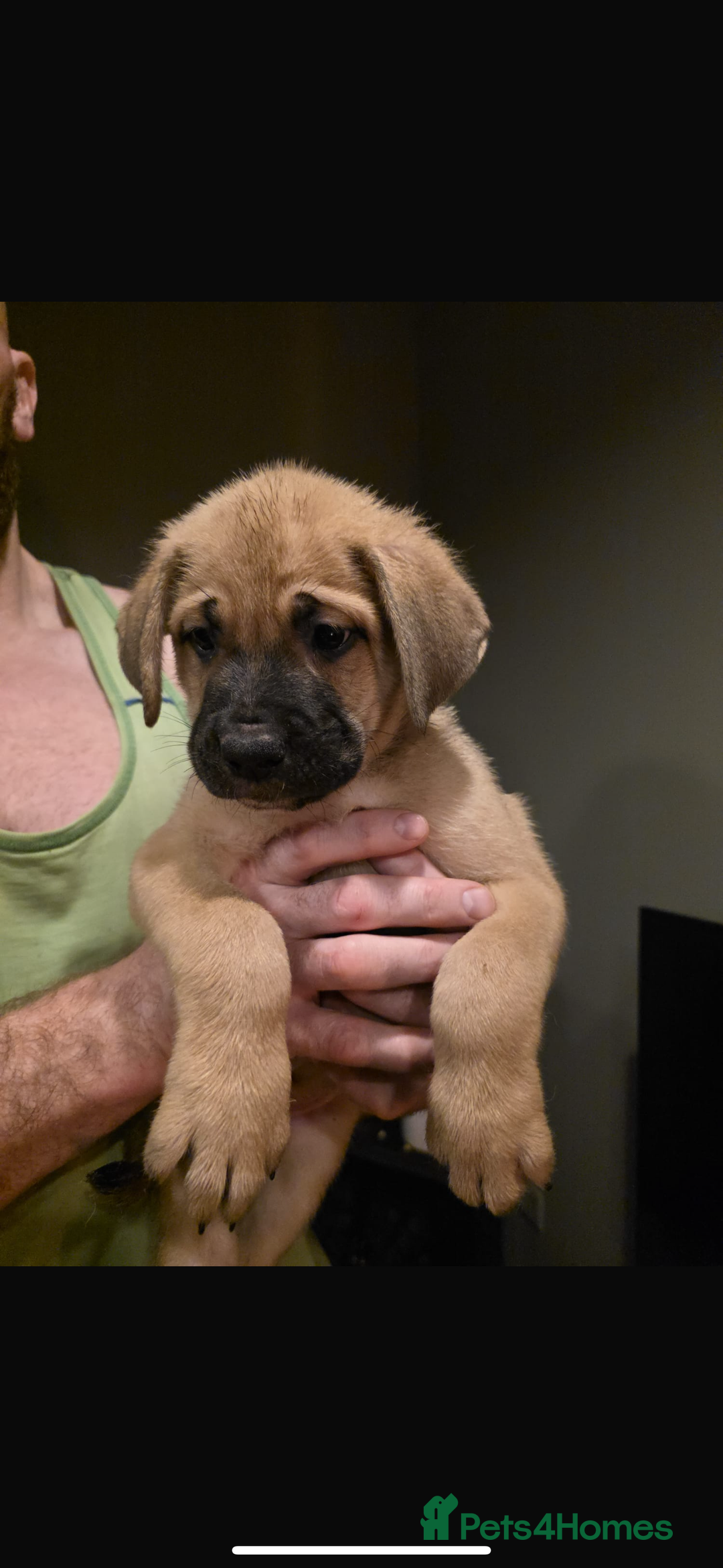 Mixed Breed dogs for sale: Cane corso X mastiff X - Advert 10