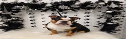 English Bulldog dogs for stud: 🔥💎 EXCLUSIVE BLACK TRI STUD SERVICE 💎🔥 in Sunderland - Advert 2
