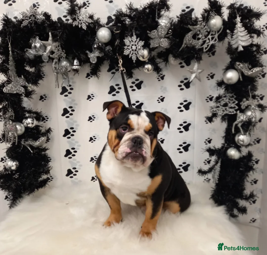 English Bulldog dogs for stud: 🔥💎 EXCLUSIVE BLACK TRI STUD SERVICE 💎🔥 in Sunderland - Advert 2