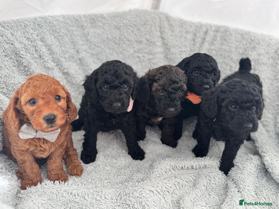 Mini Goldendoodle dogs for sale: A Bundle of Joy F1BB Mini Goldendoodle - Image 16