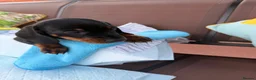 Miniature Dachshund dogs for sale: A litter of 2 lovely dachshund pups - Advert 19