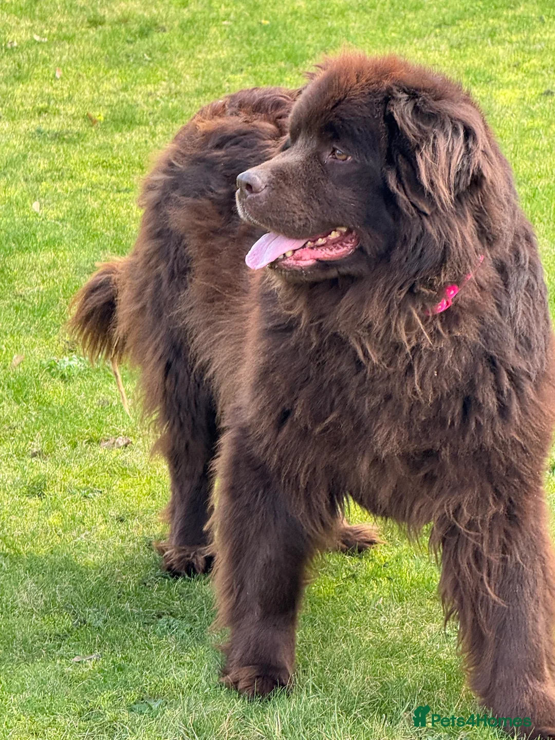 Newfoundland dogs for sale: Beautiful brown Newfoundland girl  - Advert 5
