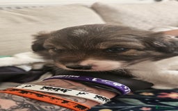 Sprollie dogs for sale: Puppies from Border Collie  - Image 11