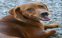 Mixed Breed dogs for adoption: Rum needs a loving home  - Image 1