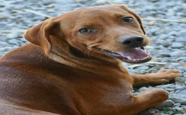 Mixed Breed dogs - Advert 2