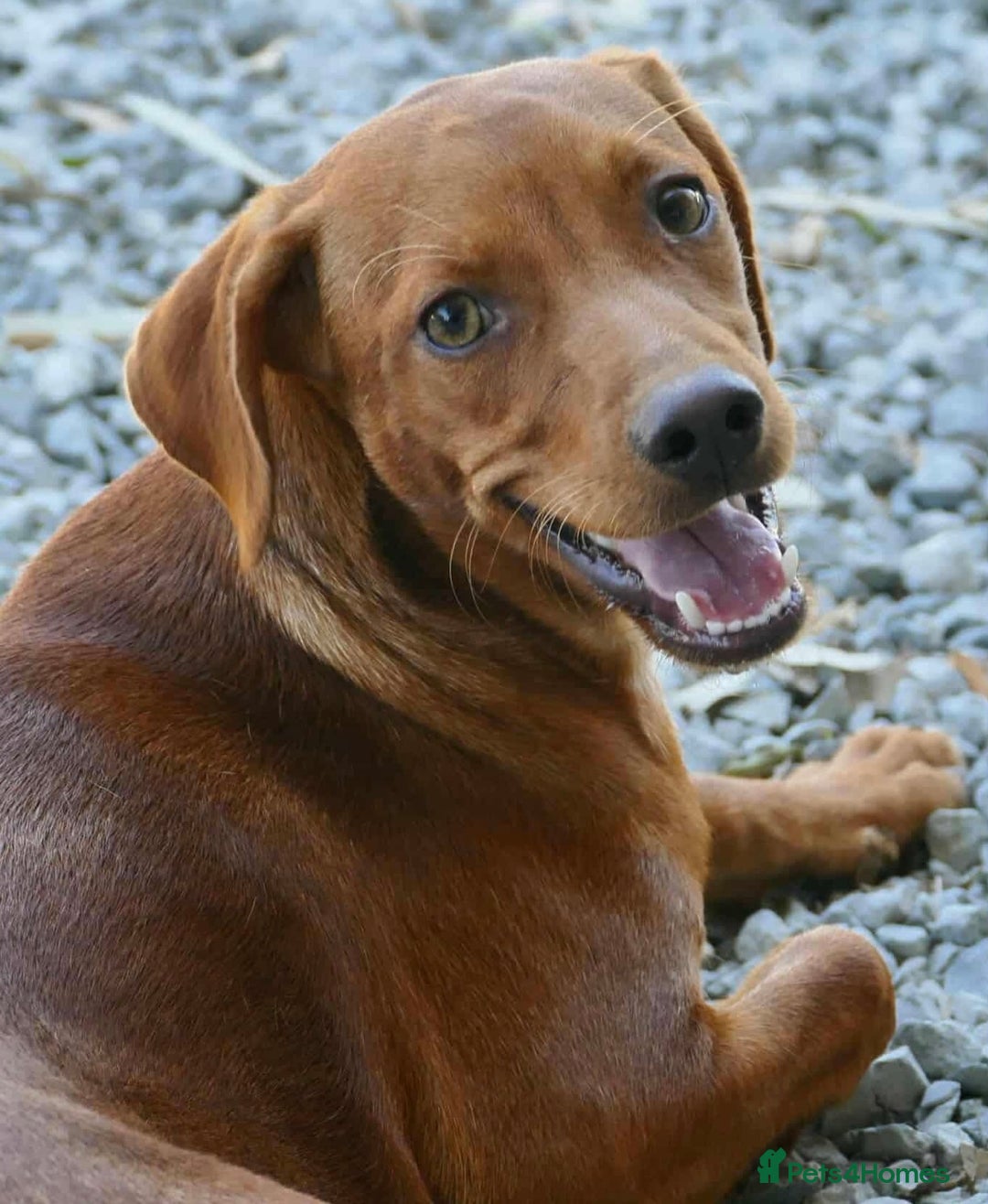 Mixed Breed dogs for adoption: Rum needs a loving home  - Image 1