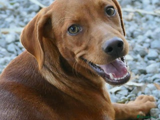 Mixed Breed dogs - Advert 3