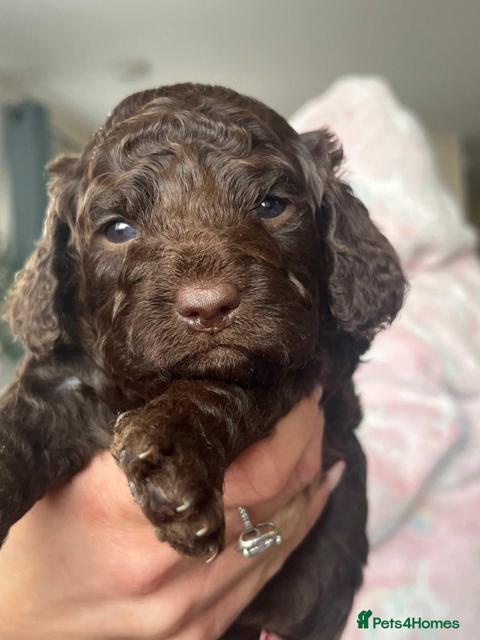 Cockapoo dogs 2 beautiful chocolate cockapoo babies - Advert 7