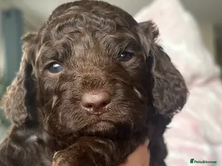 Cockapoo dogs 2 beautiful chocolate cockapoo babies - Advert 7