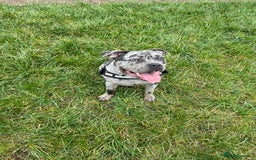 Mixed Breed dogs for sale: Male staff cross - Image 3