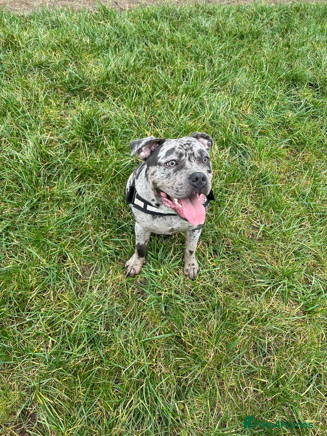 Mixed Breed dogs for sale: Male staff cross - Image 3