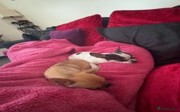 Chihuahua dogs for sale: Chihuahuas for sale  - Image 13