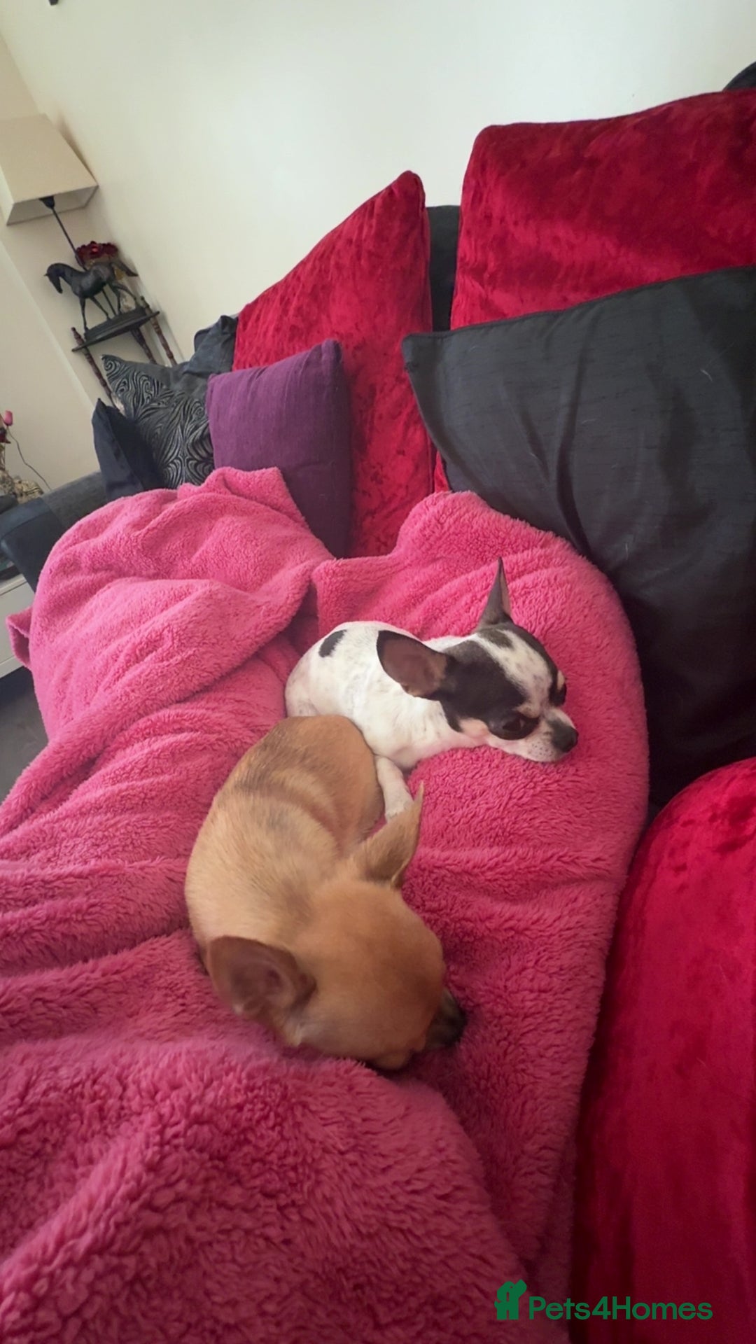 Chihuahua dogs for sale: Chihuahuas for sale  - Image 13