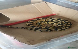 Python Snake reptiles for sale: Pastel royal ball python  - Image 2