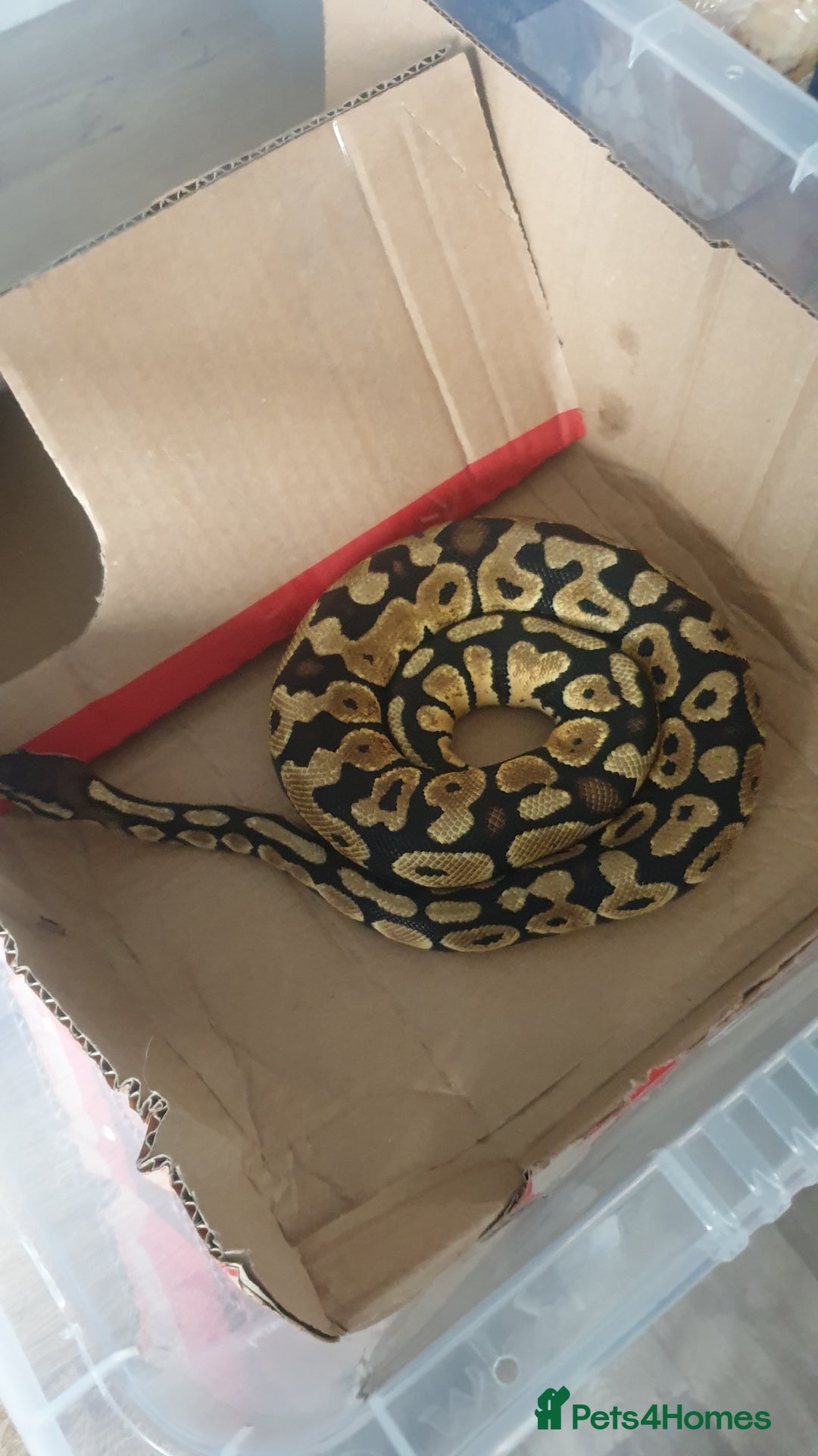 Python Snake reptiles for sale: Pastel royal ball python  - Image 2