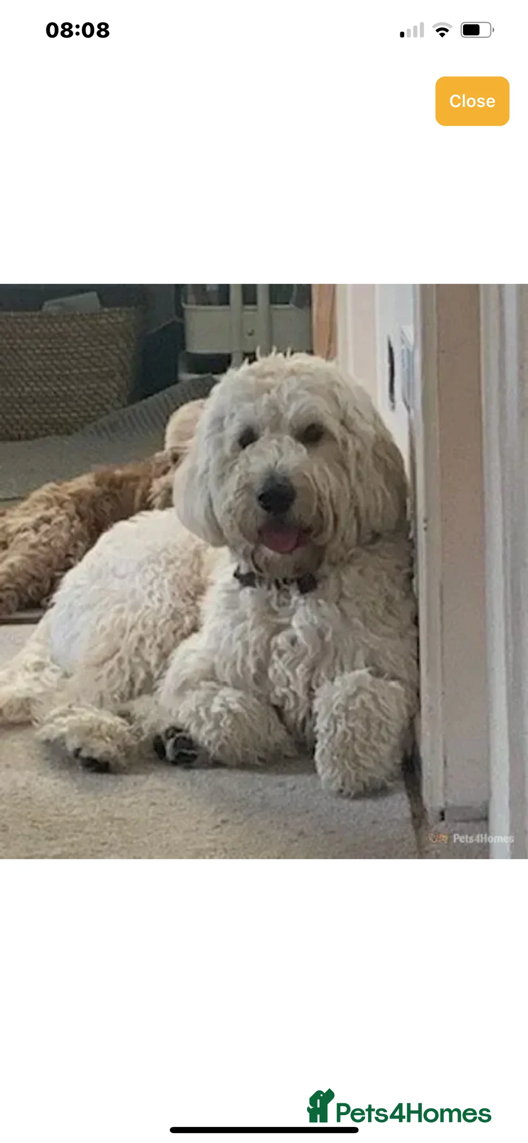 Goldendoodle dogs for sale: Multigenerational Doodles Licensed Tested Boys - Advert 21