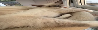 Siberian 2