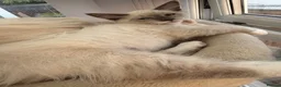 Siberian cats for sale: ONE BEAUTIFUL BOY LEFT. Purebred Siberian Neva  - Advert 8