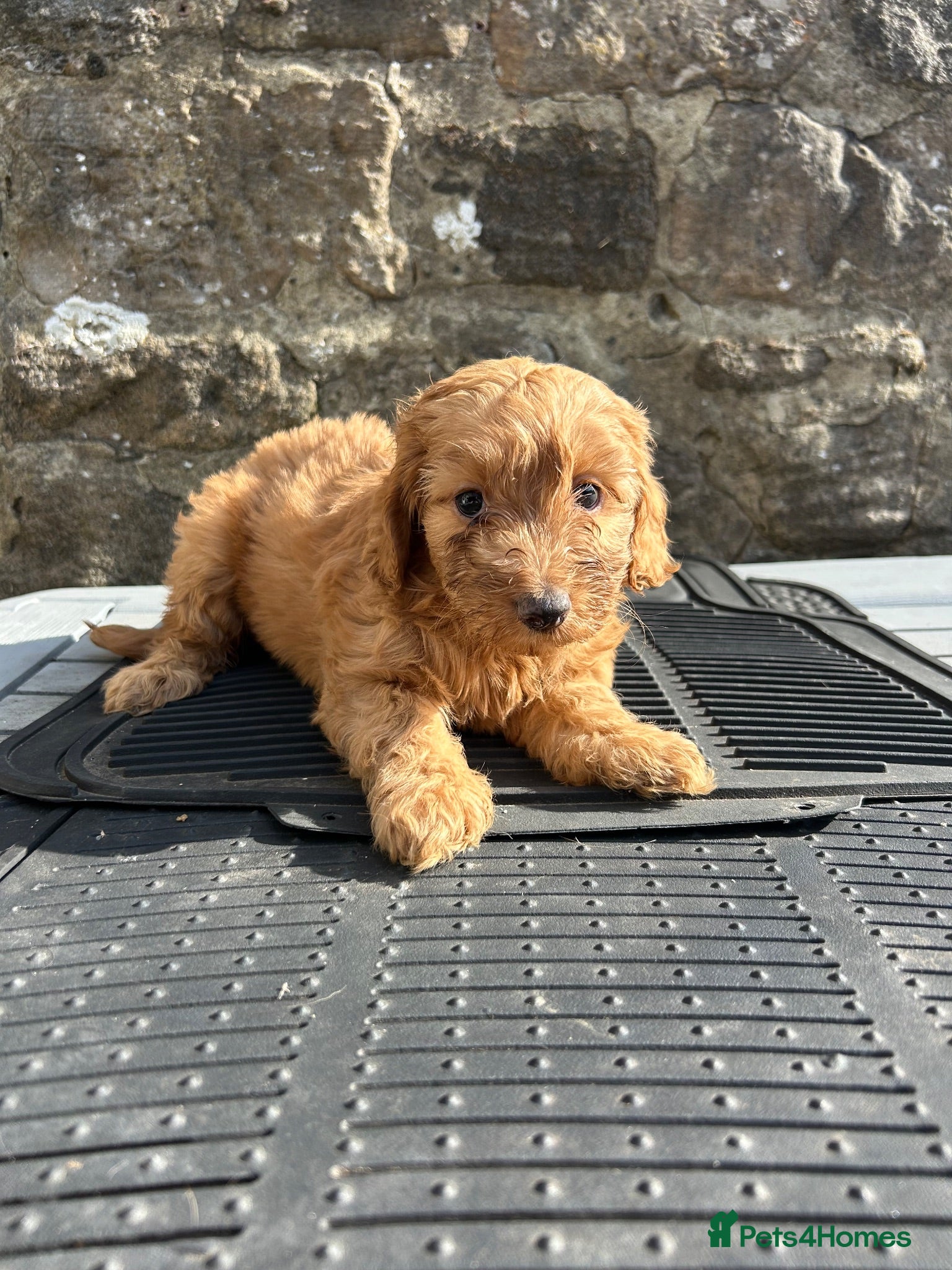Cockapoo dogs BEAUTIFULL F1 COCKAPOOS - Advert 2