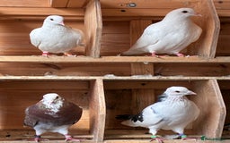 Doves birds for sale: Doves for re-homing - Image 7
