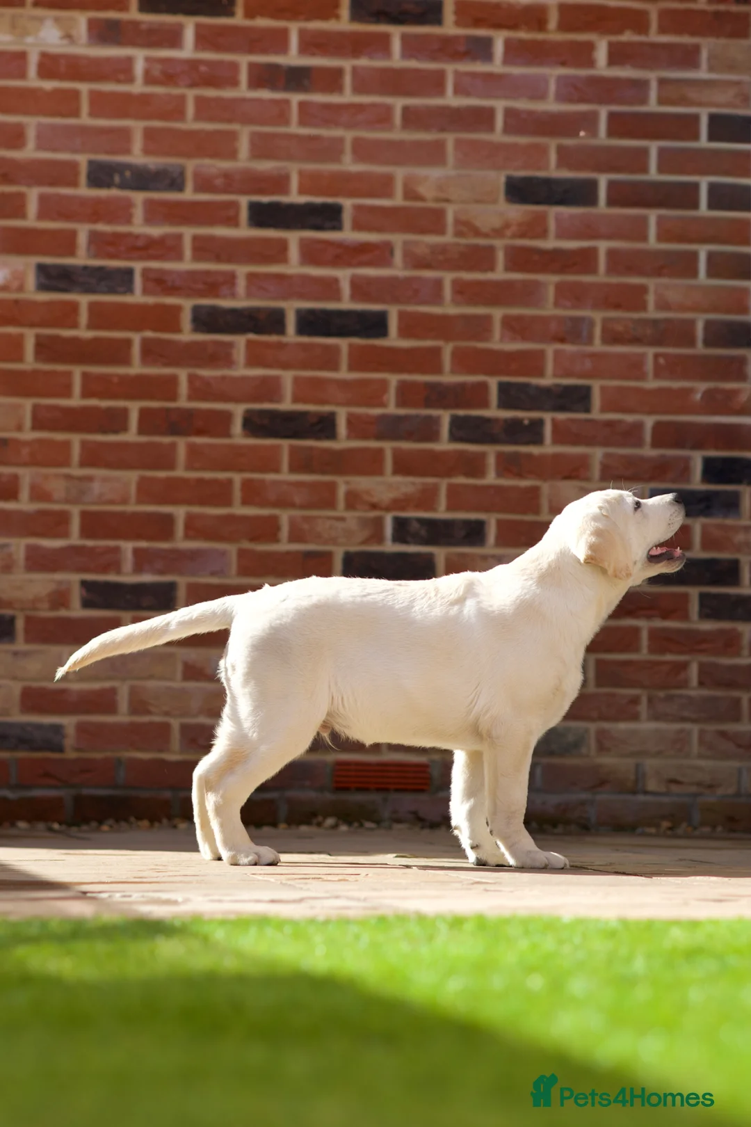 Labrador Retriever dogs for sale: Premium Yellow English Labrador Show Pup  - Advert 1