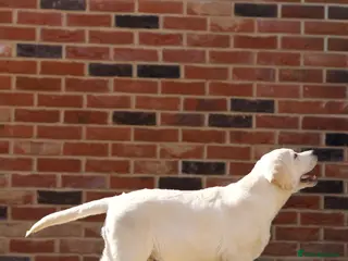 Labrador Retriever dogs Premium Yellow English Labrador Show Pup - Advert 2