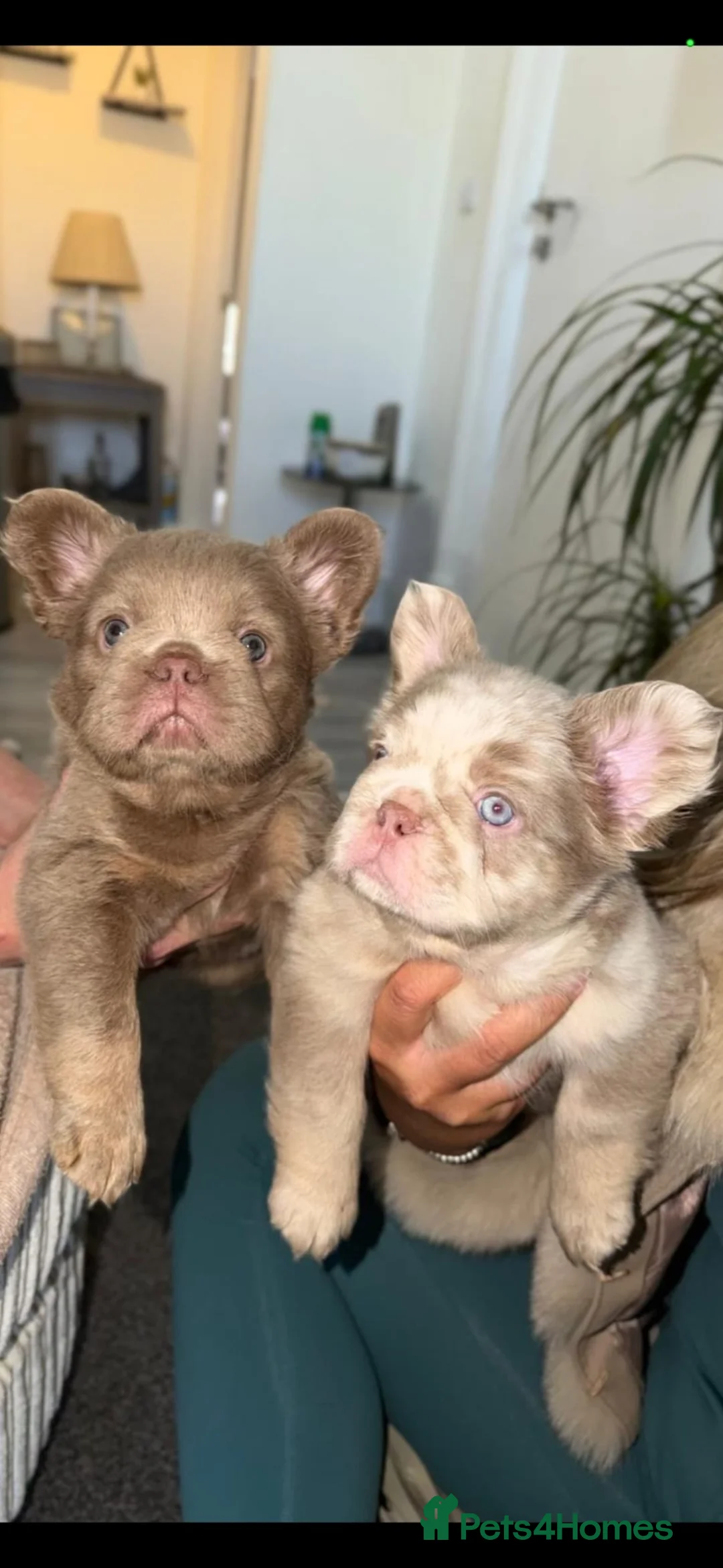 French Bulldog dogs for sale: NewShade Fluffy Frenchies💖💙 - Advert 1