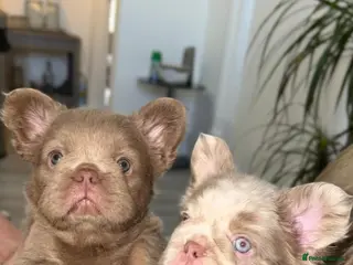 French Bulldog dogs NewShade Fluffy Frenchies💖💙 - Advert 1