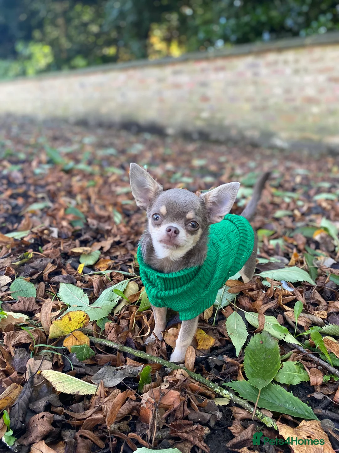 Chihuahua dogs for stud: Tiny Lilac Boy  - Advert 4
