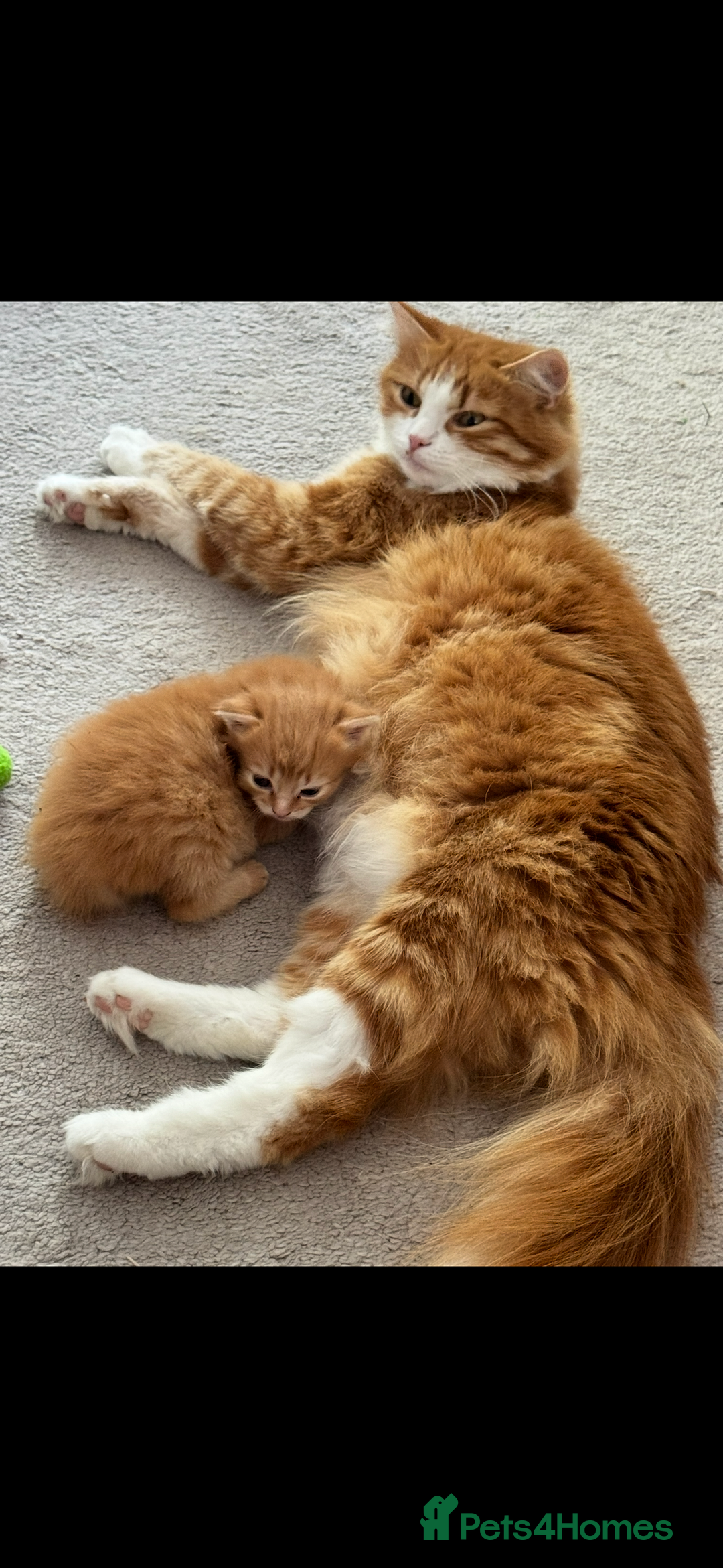 Persian cats for sale: Mink coloured Persian Mixed boys - Image 13