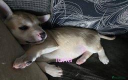 Mixed Breed dogs for sale: PEBBLES LEFTGerman shepherd cross puppies - Image 20