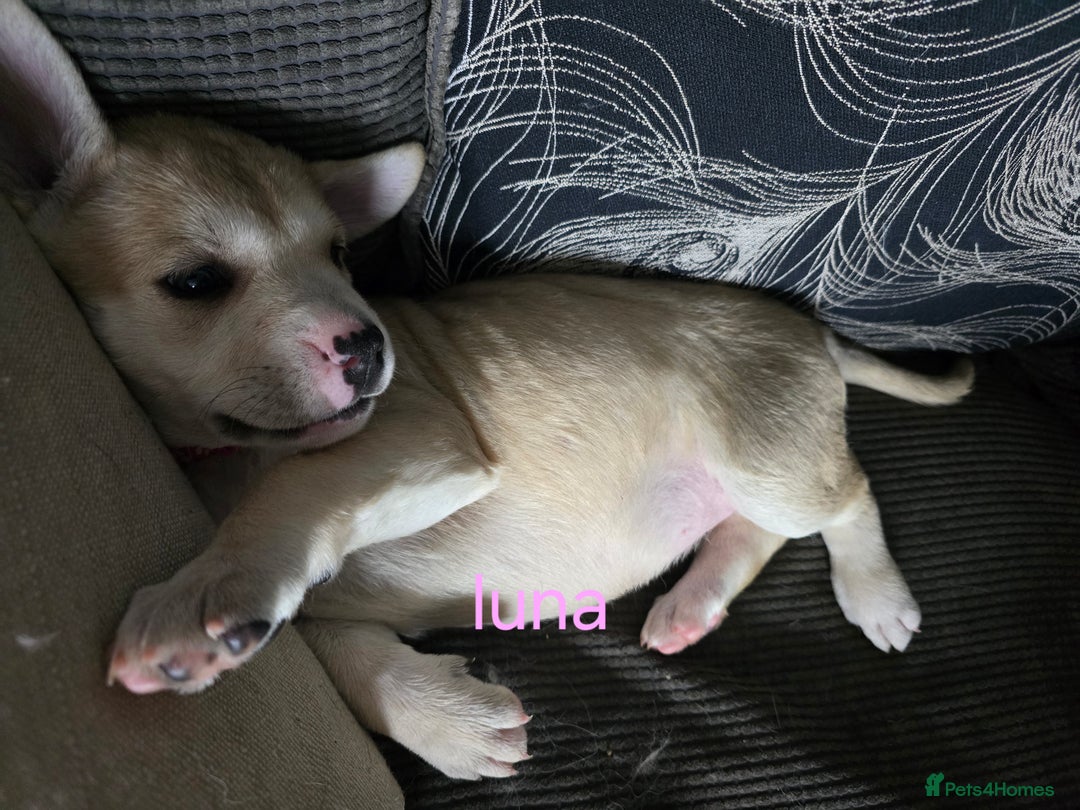 Mixed Breed dogs for sale: PEBBLES LEFTGerman shepherd cross puppies - Image 20