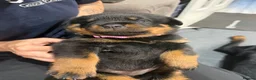 Rottweiler dogs for sale: Beautiful ROTTWEILER puppies  - Advert 12