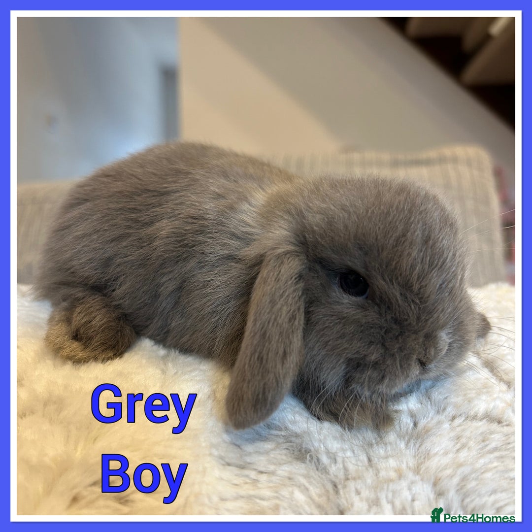 Mini Lop rabbits for sale: Pure Mini Lop Baby Rabbits  - Advert 9