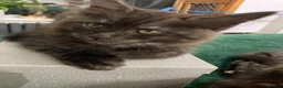 Mixed Breed cats for sale: Maine Coon mix - Advert 18