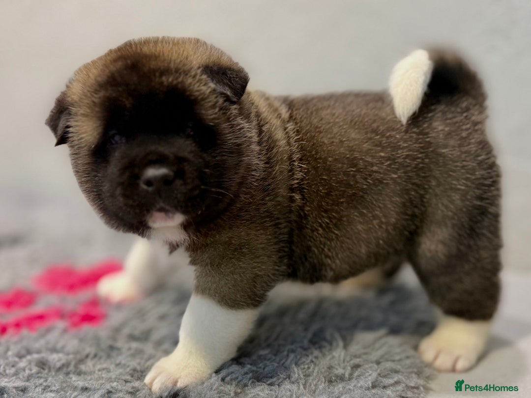 Akita dogs for sale: AMERICAN AKITA LOOKING FOR HOME - Advert 3