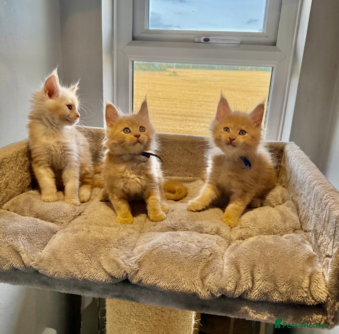 Maine Coon cats for sale: TICA Ginger, Red & Blue Tortie Maine Coon  - Image 21