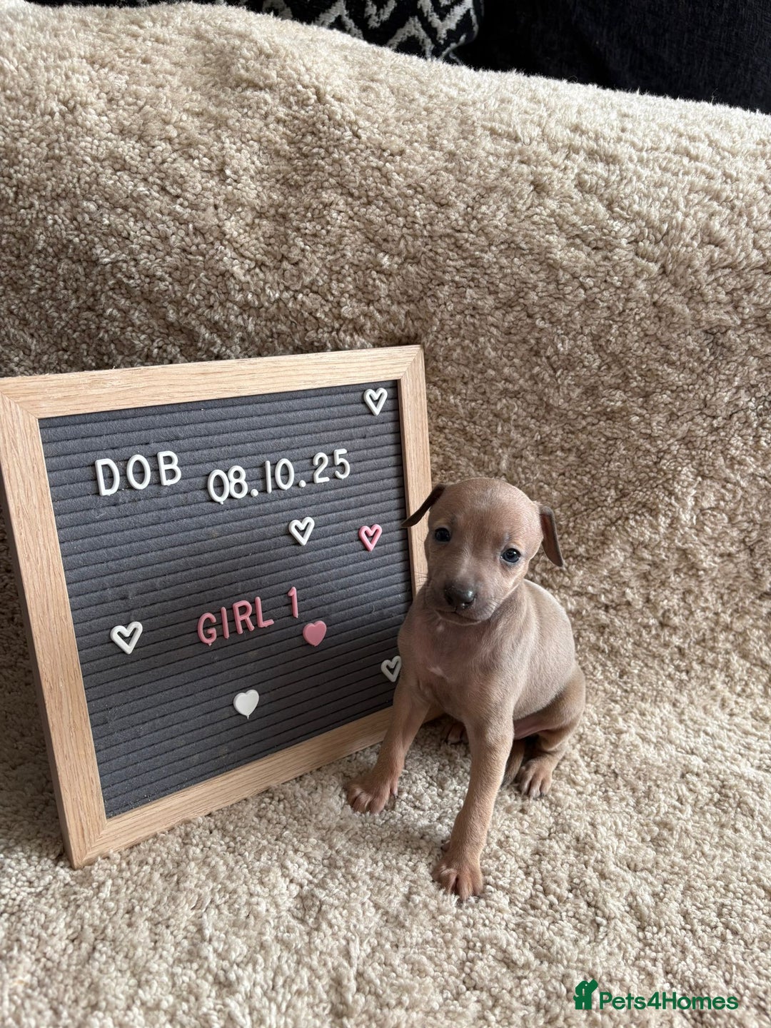 Italian Greyhound dogs for sale: Italian greyhound puppies - Advert 3