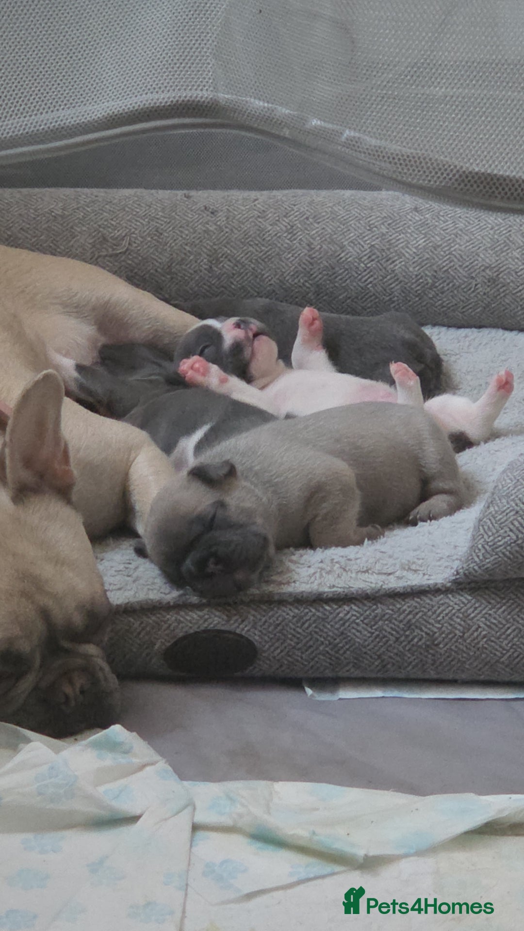 French Bulldog dogs for sale: 4 french bulldog pups - Image 13
