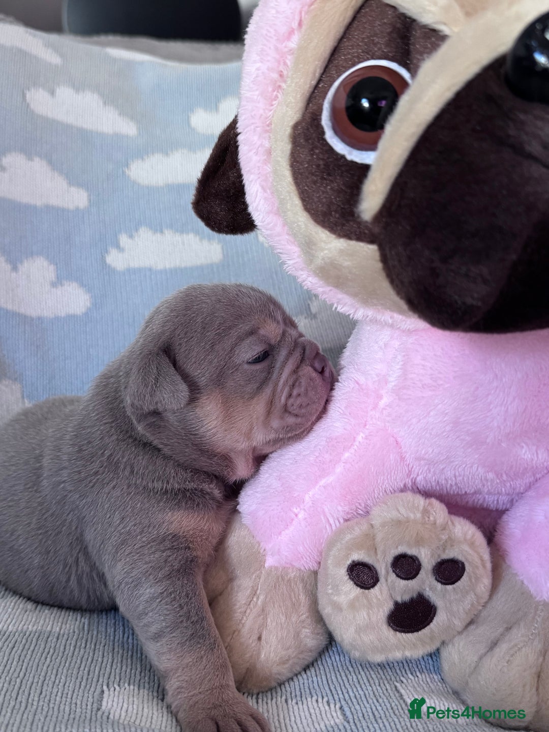 English Bulldog dogs for sale: Self Whelped Healthy English bulldog Babies❤️🤍 - Image 11