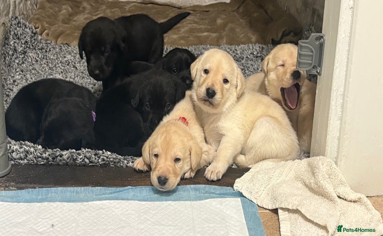 Labrador Retriever dogs - Advert 3