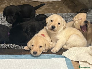 Labrador Retriever dogs - Advert 19