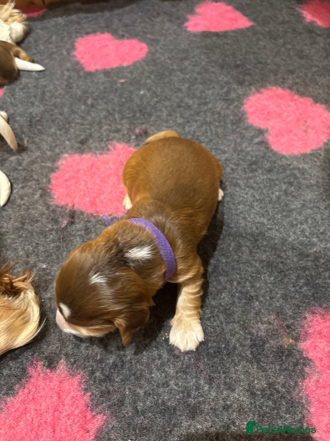 Cocker Spaniel dogs for sale: Cocker Spaniel Puppies - Advert 32