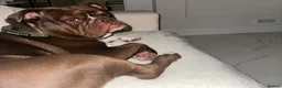 Olde English Bulldogge dogs for sale: Olde english bulldog for sale  - Advert 3