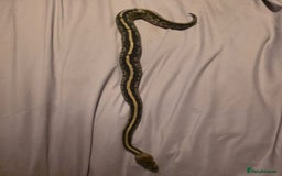 Python Snake reptiles for sale: Mahogany Morph Mojave Ball Python   - Image 3