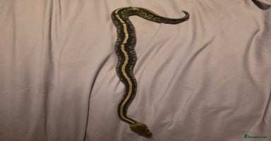 Python Snake reptiles - Advert 8