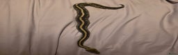 Python Snake reptiles for sale: Mahogany Morph Mojave Ball Python   - Advert 3